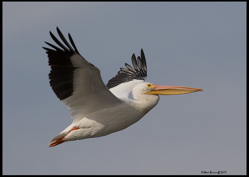 _7SB6320 american white pelican.jpg